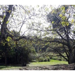 Mulher é violentada no Parque Newton Puppi